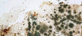 mold issue due to leak