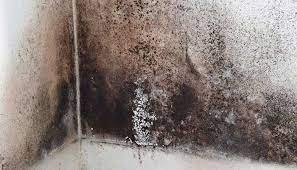 mold plumbing